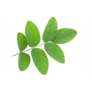 lime-leaf